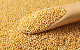 豆粕蛋白含量为何偏低？