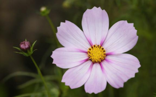 同花顺中的‘积和突’究竟代表什么含义？