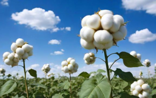 期货棉花为何走低？是何因素在主导其价格下行？