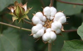 棉花011究竟指的是什么？