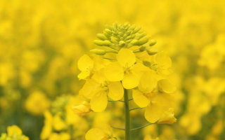 油菜什么时下尿素（油菜什么时下尿素最好）