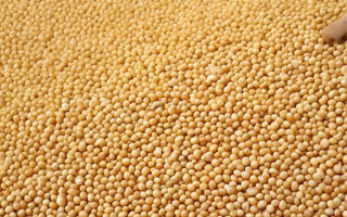 豆粕现在什么价位（豆粕现在什么价位一袋）
