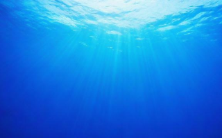 海洋究竟包含了哪些元素和生物？