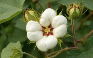 棉花保护价指什么