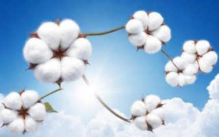 棉花期货涨跌为了什么