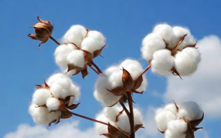 棉花成交率究竟意味着什么？