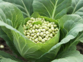 11月可以撒什么菜籽