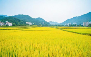 早灿稻是什么？