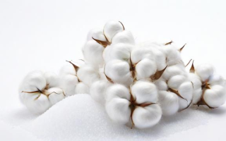 白糖和棉花什么关系