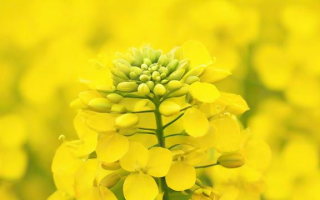 油菜籽有名什么，油菜籽有哪些别称？