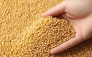 豆粕1手是什么单位