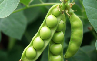 CDE豆二是什么？
