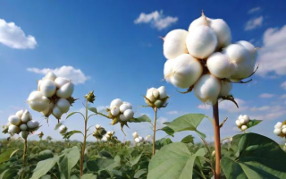 期货棉花和什么有关连
