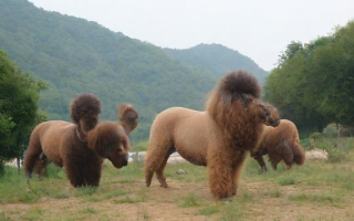 贵什么目