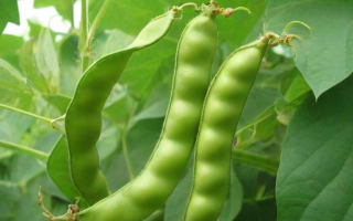 豆一1807什么意思