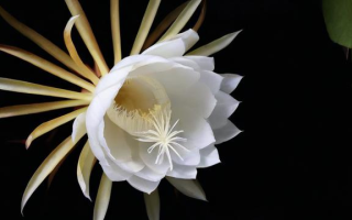 昙花一现中的昙花具体指的是什么？