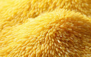 米金究竟是什么？