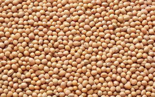 大豆今天什么价格（大豆今天啥价）
