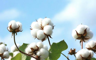 九月棉花的产量与质量如何？