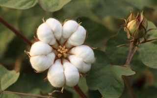 棉花何时迎来旺季？