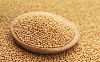 豆粕期权代码具体是什么？