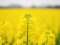 今年油菜籽什么价钱