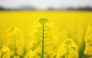 今年油菜籽什么价钱