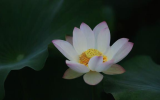抛砖引玉对什么