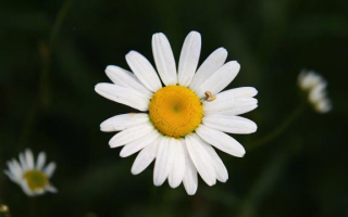 什么叫同花顺
