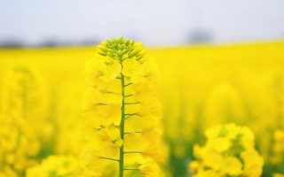 今年油菜籽什么价