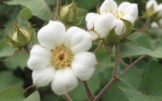 10年棉花为什么暴涨