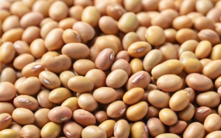 新鲜黄豆什么时候上市