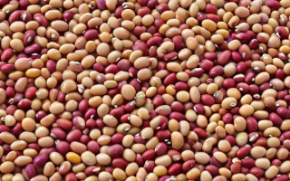 豆类作物的最佳收获时间是什么时候？