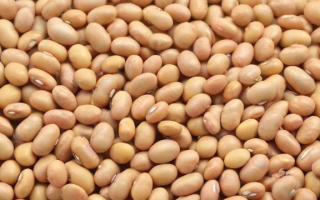大豆期货什么行情（大豆期货什么行情最好）