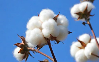 棉花的市场价格如何？