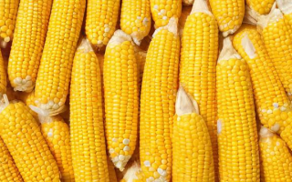 玉米升贴水究竟意味着什么？