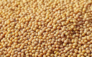 CBOT大豆是什么意思？