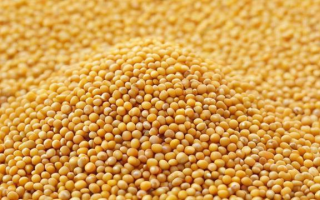 豆粕外盘看什么，豆粕外盘价格受哪些因素影响？