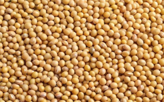 期货大豆究竟指的是什么？