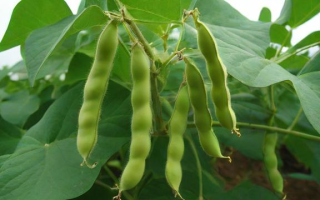 大豆什么时候种