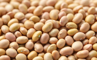 大豆涨价时，投资哪些基金更合适？