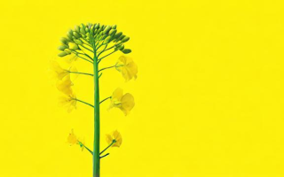什么是小油菜