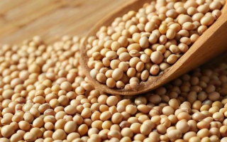为什么黄豆比豆粕贵