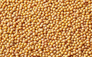 CBOT大豆究竟指的是什么？