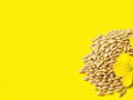 油菜籽价格上涨的原因是什么？