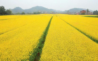 为什么菜籽1909合约价格没有上涨？