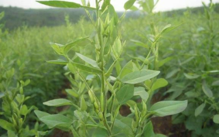 今年菜子的价格走势如何？
