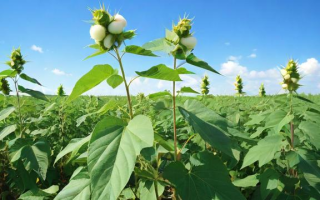 美国棉花的当前价格是多少？