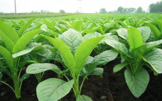 中国什么时候种植橡胶