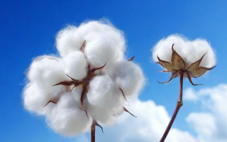 棉花80美分什么意思